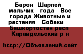 Барон (Шарпей), мальчик 3 года - Все города Животные и растения » Собаки   . Башкортостан респ.,Караидельский р-н